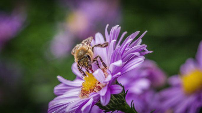 紫菀花上的蜜蜂蜜蜂采蜜蜂蜜动物生物昆虫