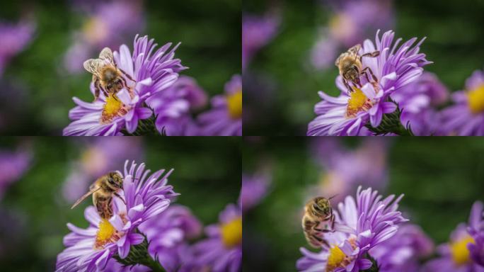 紫菀花上的蜜蜂蜜蜂采蜜蜂蜜动物生物昆虫