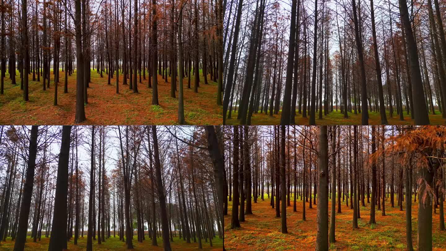 【4K60帧】秋天枫树树林红色枫叶