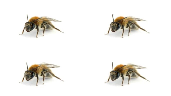 白色隔离蜜蜂蜜蜂高清特写微距昆虫