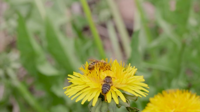 蜜蜂飞向花朵小清新治愈纯美浪漫蜜蜂采蜜