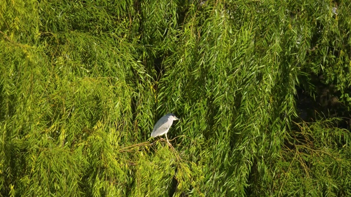 树上栖息的小鸟