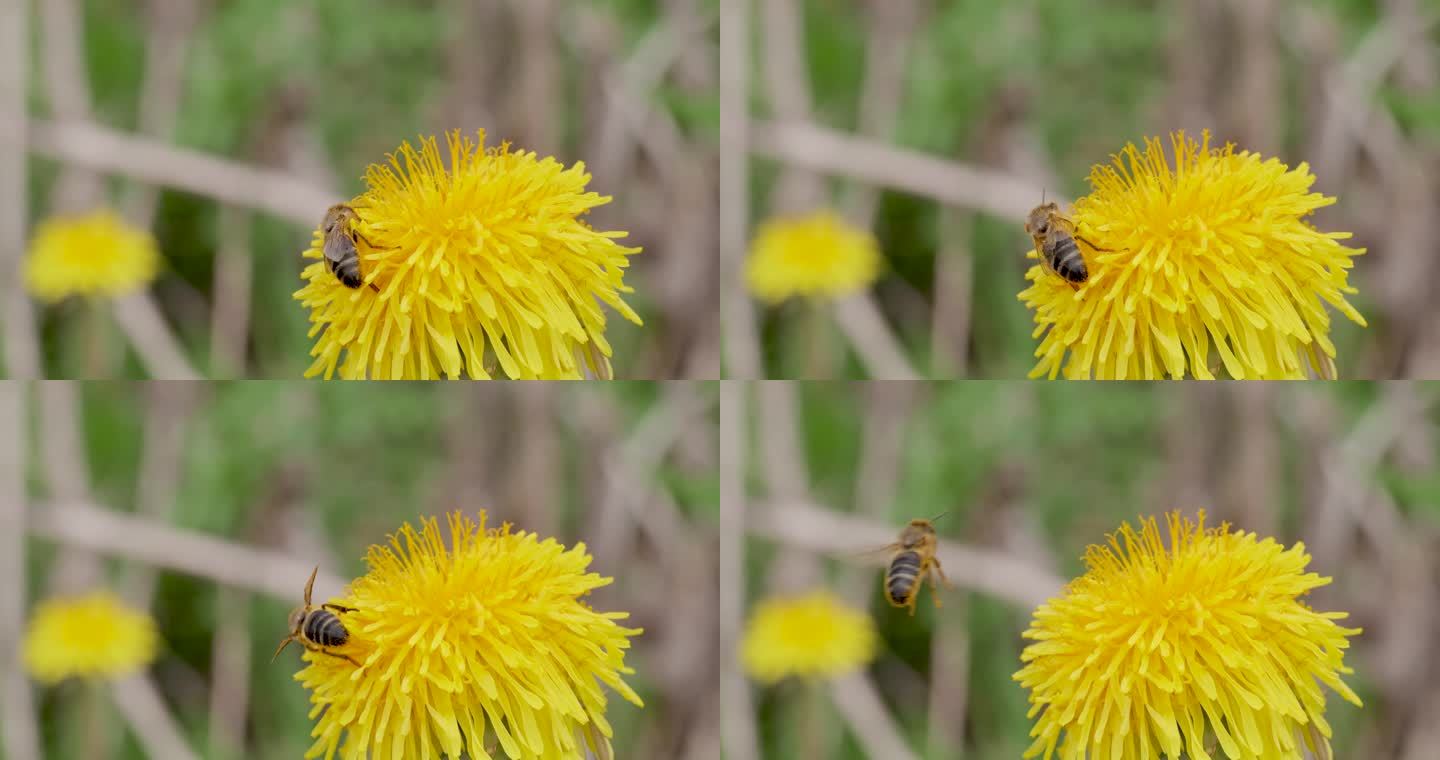 蜜蜂飞向花朵蜜蜂采蜜蜂蜜动物生物昆虫