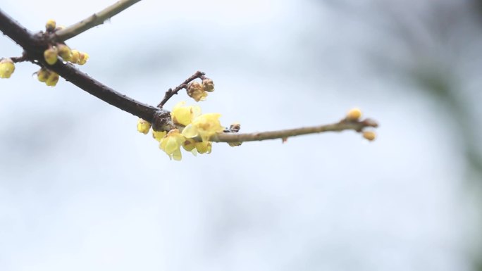 下雪天的古建筑   下大雪