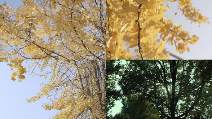 银杏树叶随风飘动秋天金色黄色叶子