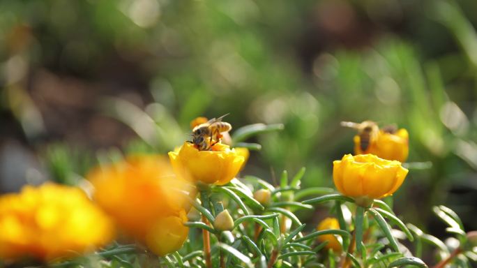 蜜蜂和花朵特写微距特写蜜蜂采蜜采花粉