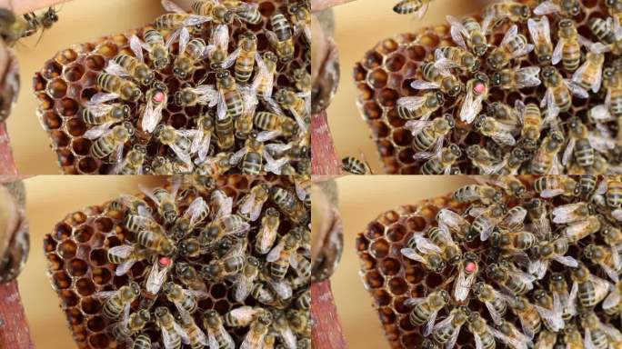 蜂巢上的蜂王蜂蜜近景密集