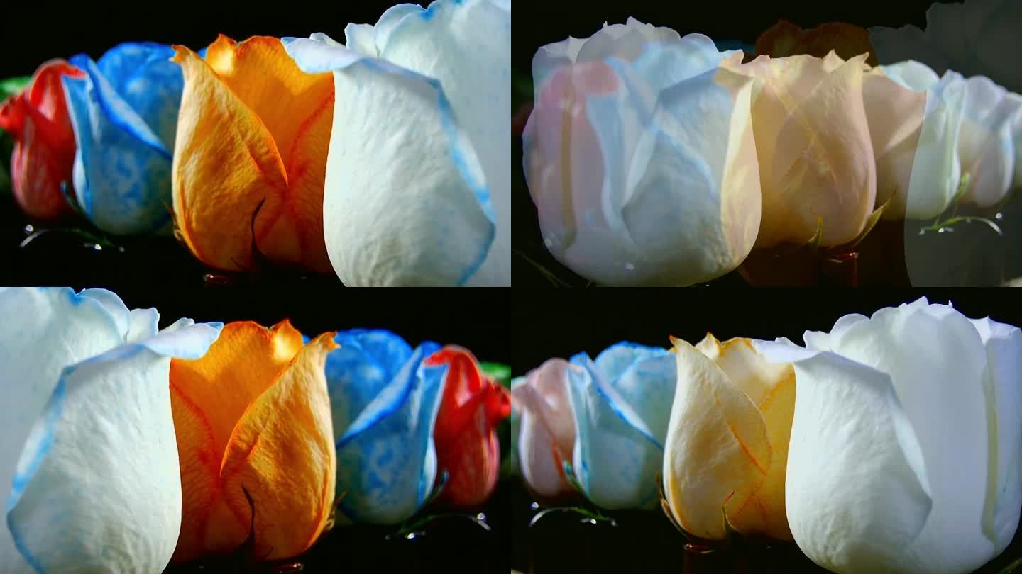 月季 玫瑰 鲜花 吸染 染色 延时摄影