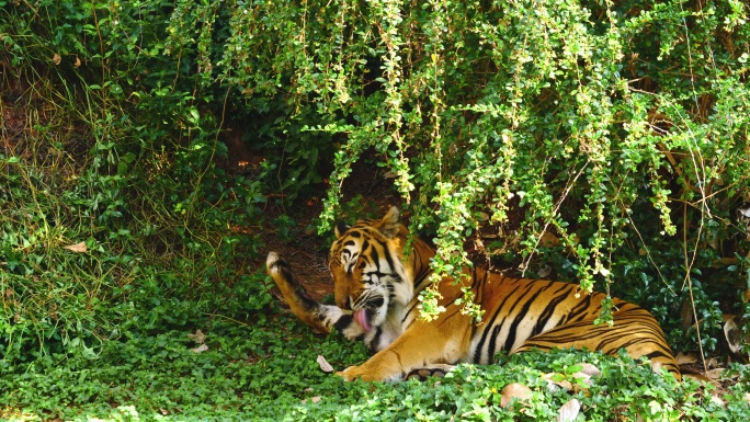 老虎坐在森林里的树下，用舔清洁身体