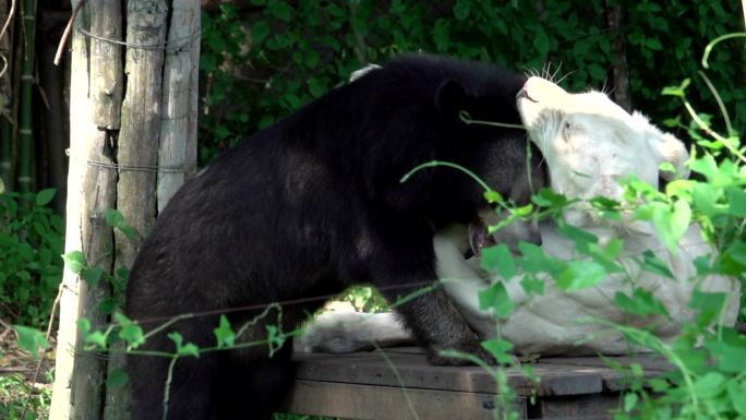 HD：动物友谊白虎和熊