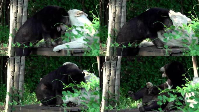 HD：动物友谊白虎和熊