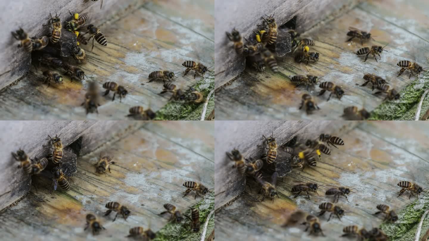 蜜蜂进出蜂巢养蜂木板蜂巢蜂窝
