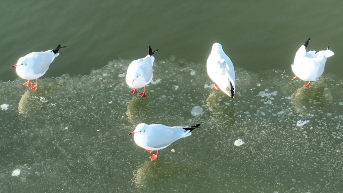 冰面上嬉戏觅食的海鸥