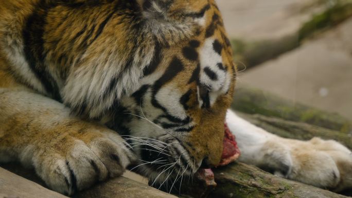 吃老虎老虎进食吃肉动物园老虎
