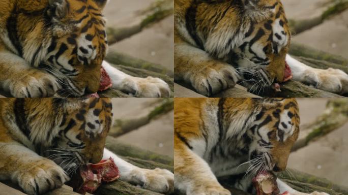 吃老虎老虎进食吃肉动物园老虎
