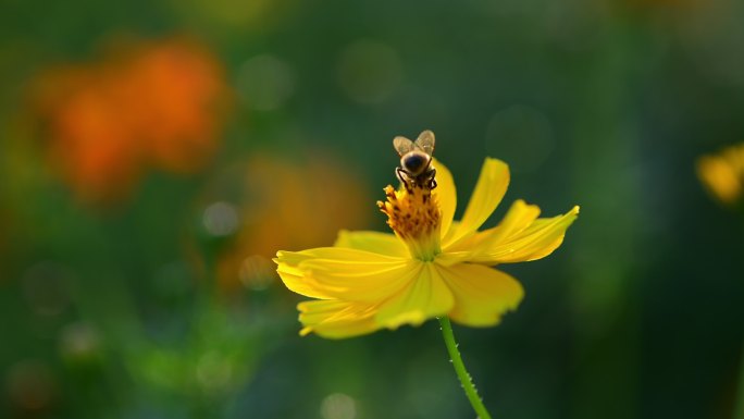 花上的蜜蜂蜜蜂采蜜蜂蜜动物生物昆虫