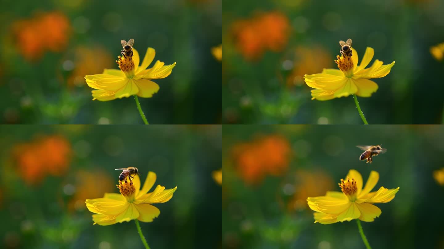 花上的蜜蜂蜜蜂采蜜蜂蜜动物生物昆虫