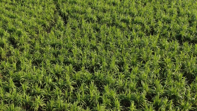 南方水果香蕉果蔗种植基地