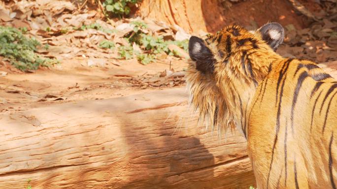 虎老虎高清视频通用素材野生动物空镜头