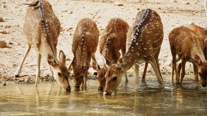 一群斑鹿在水池里喝水