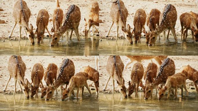 一群斑鹿在水池里喝水