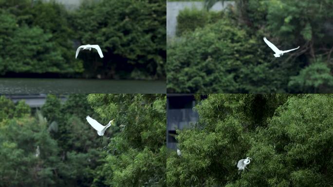 白鹭、飞翔、仙鹤