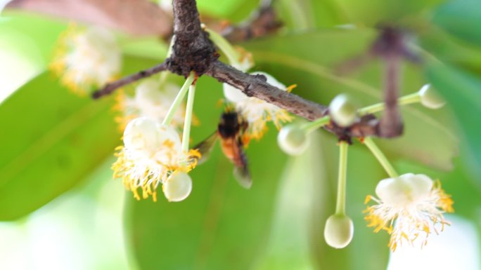 蜜蜂蜜蜂采蜜蜂蜜动物生物昆虫