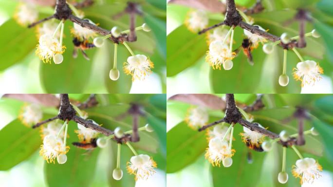 蜜蜂蜜蜂采蜜蜂蜜动物生物昆虫