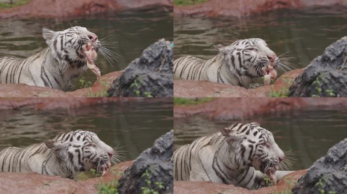 一只饥饿的白虎正在吃食物