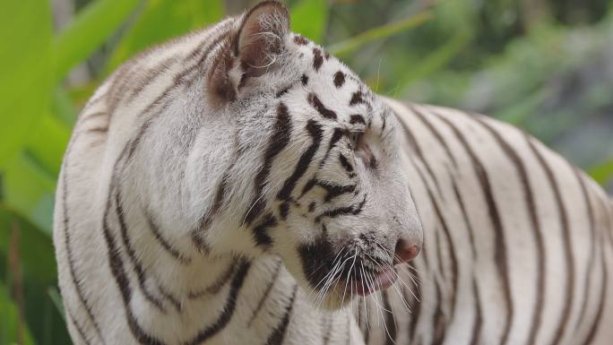 白虎特写白色老虎动物园白虎花纹