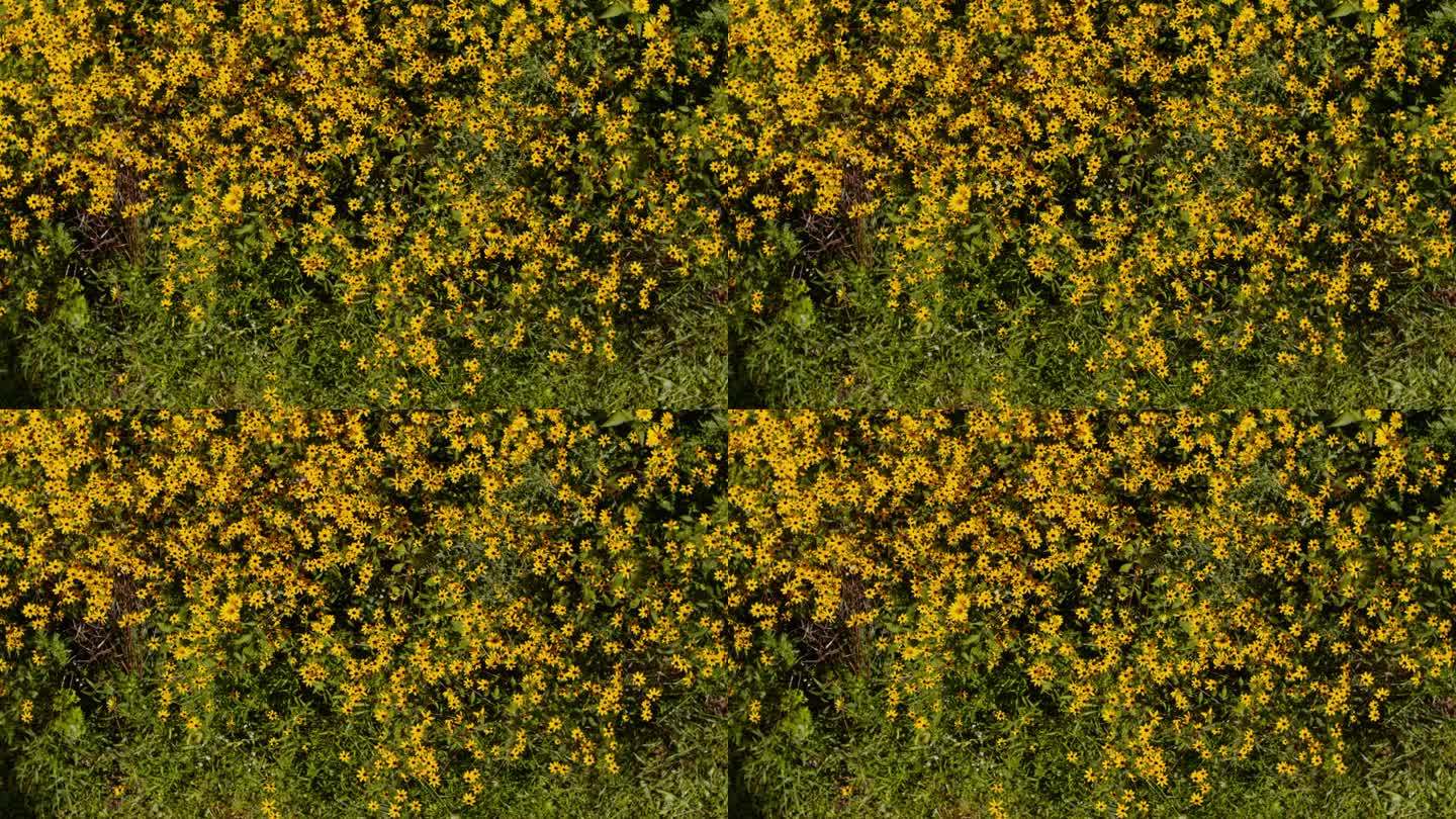 上面开着黄色花朵的花坛。没有风，昆虫在花上飞舞。静态摄像头。