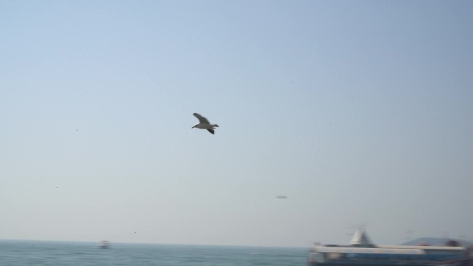 海边海鸥在空中飞翔高清实拍素材
