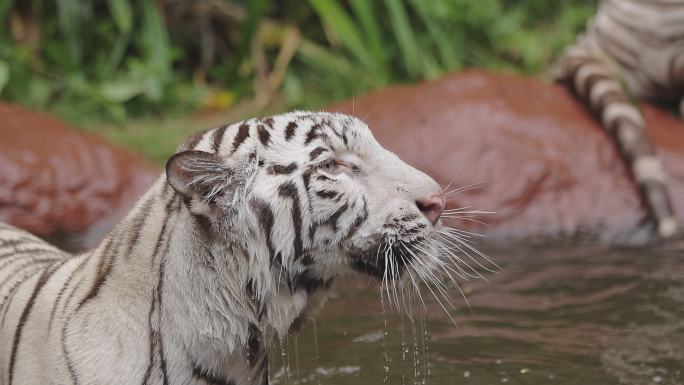 水中的猎人白虎白色老虎动物园白虎花纹