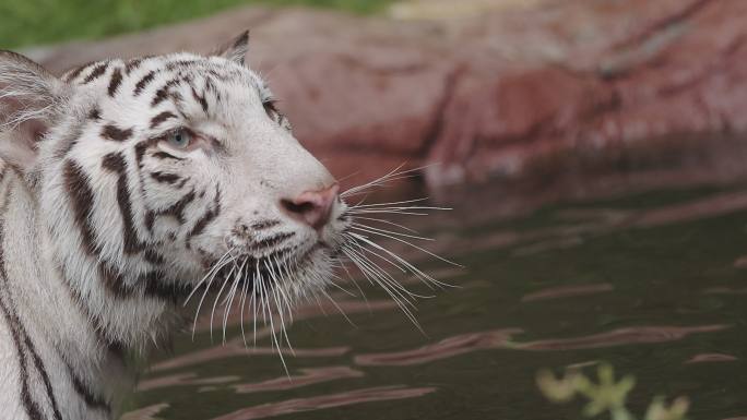 水中的猎人白虎白虎高清特写视频通用素材