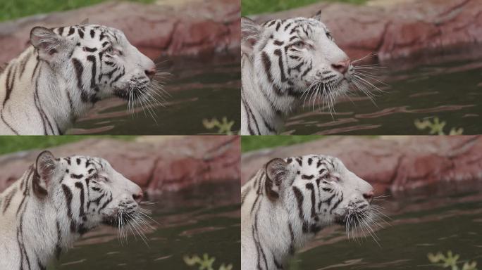 水中的猎人白虎白虎高清特写视频通用素材