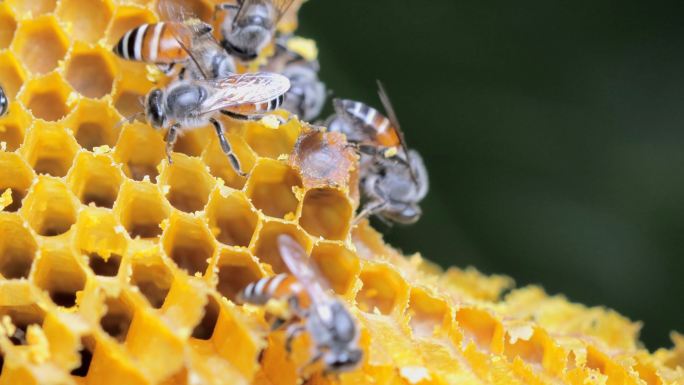 蜂窝上的蜜蜂蜜蜂蜂窝六边形
