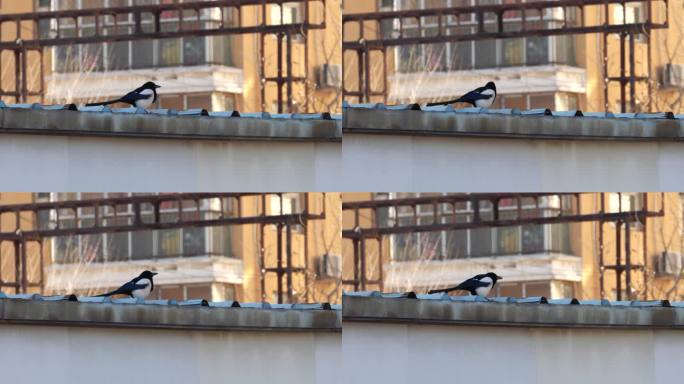 4K北方冬天居民区屋顶进食的喜鹊