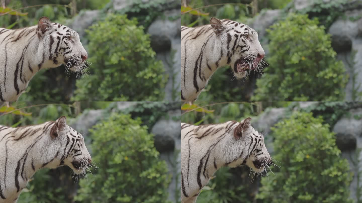 白虎特写白色老虎觅食动物园