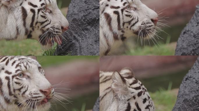 白虎特写老虎高清视频通用素材野生动物空镜