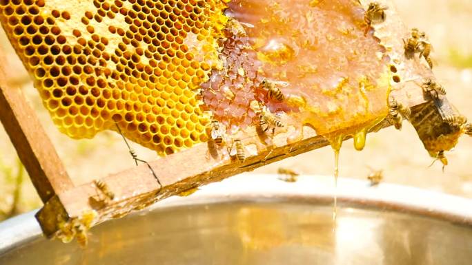 蜂蜜蜜蜂升格拍摄