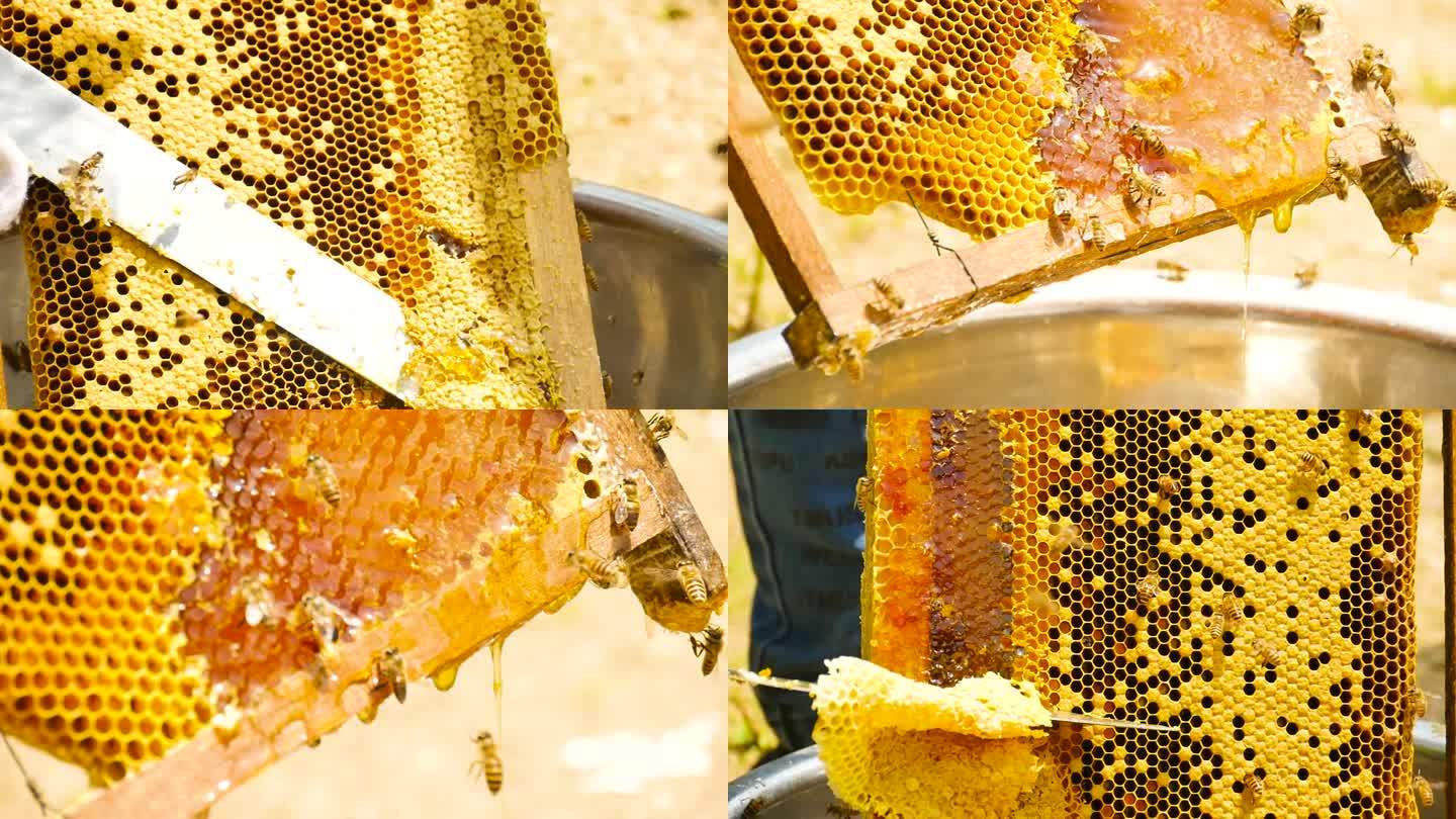 蜂蜜蜜蜂升格拍摄
