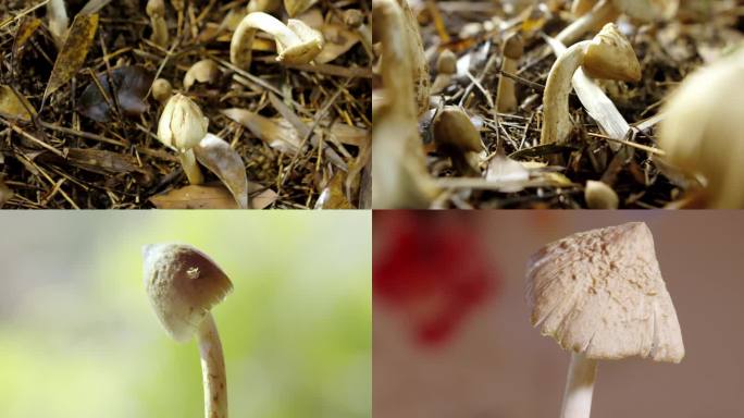 荔枝菌野生菌类蘑菇