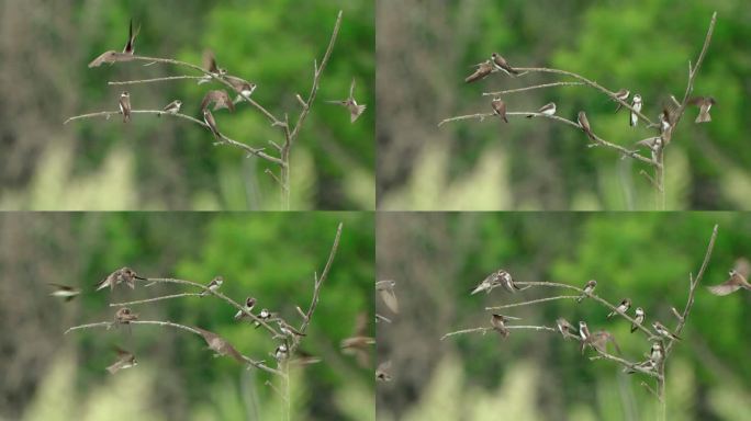 群鸟——在一个夏天的早晨，皱巴巴的沙丁鸟（Riparia Riparia）坐在干燥的灌木丛上，在雨中
