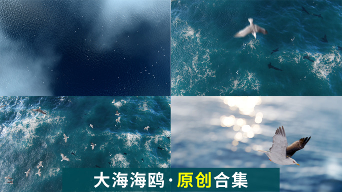 大海 海鸥飞翔 湖面飞鸟 海 海洋