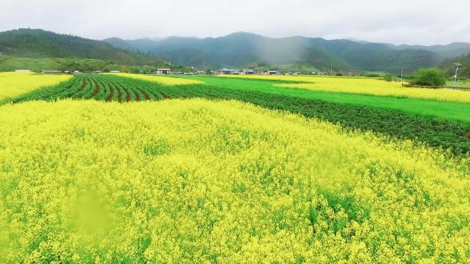 香格里拉 月光之城 特色村落 油菜花 牛