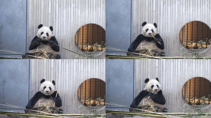 认真啃竹子的大熊猫