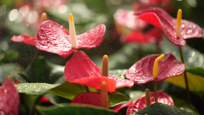 雨水滴落花瓣上唯美雨景唯美空镜头