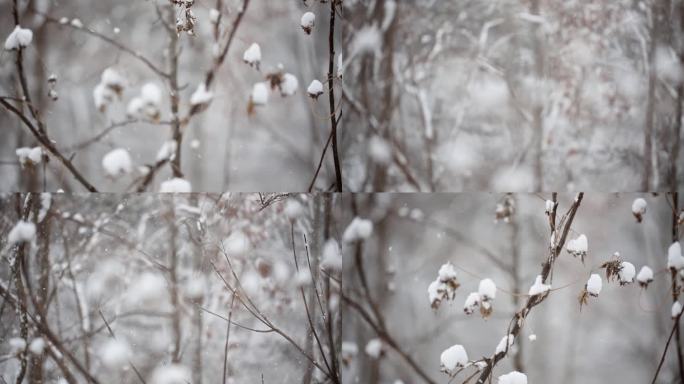 冬天雪景意境焦点虚实转换镜头雪花飞舞