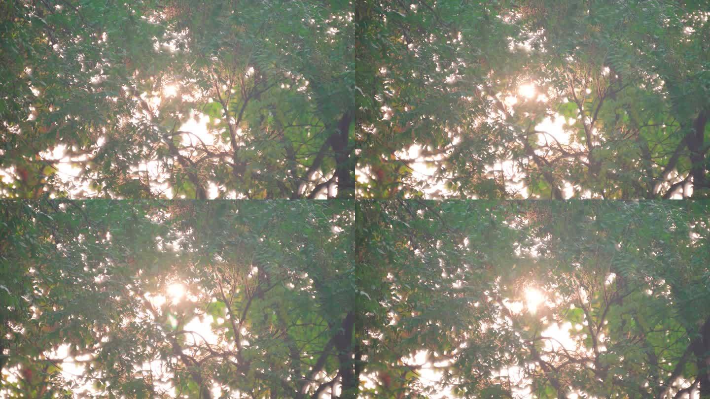 晨曦阳光透过树叶