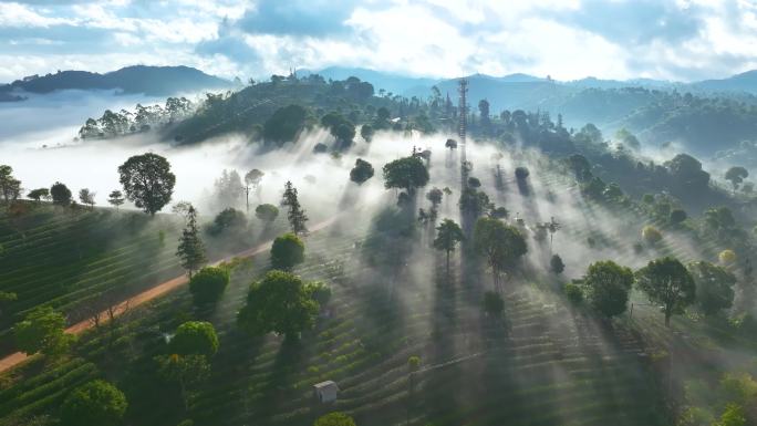 航拍云海茶山